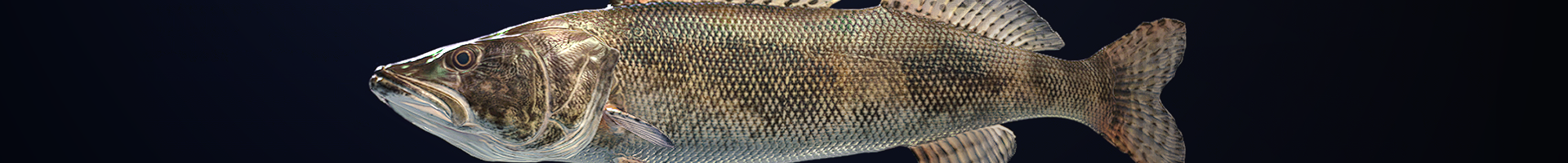 Case Study banner 0000 Fishes Screenshots Sauger