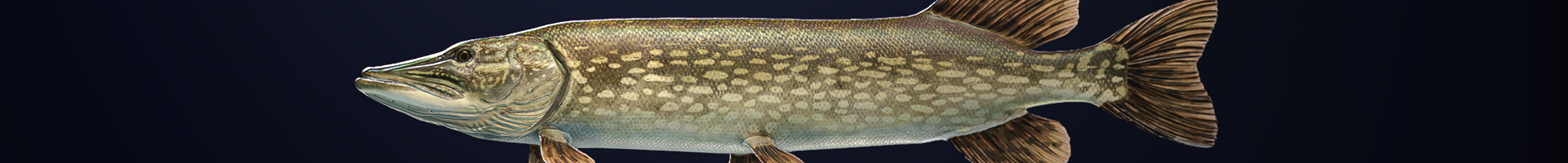 Case Study banner 0001 Fishes Screenshots Northern Pike